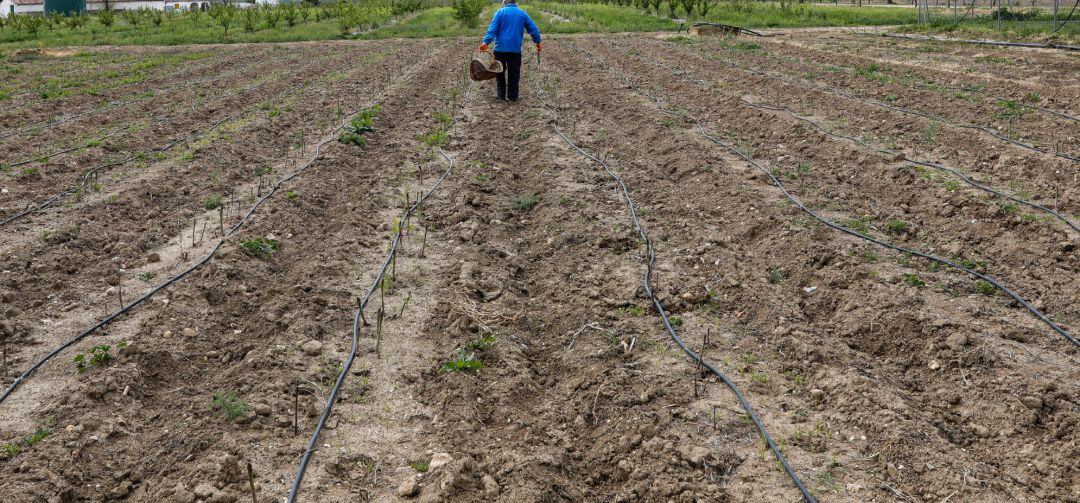 Un agricultor en un campo.