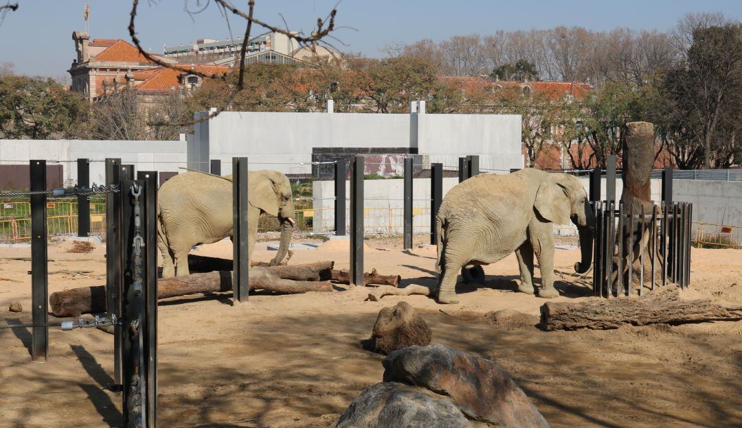 Imatge d'arxiu de dos elefants al Zoo de Barcelona