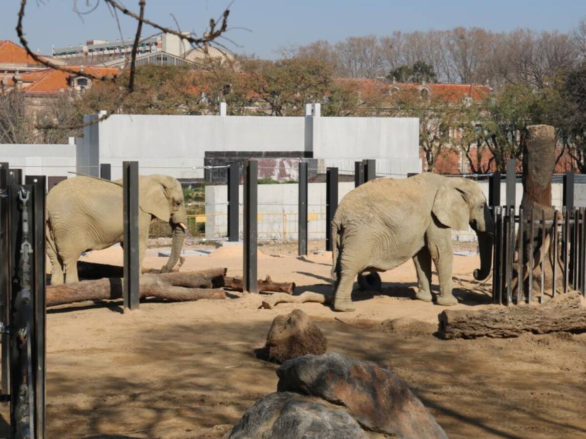 El Zoo de Barcelona confia en reobrir a finals de juny