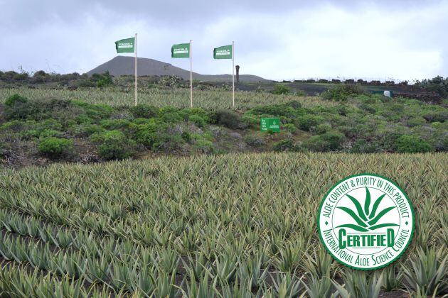 Plantación de Aloe Plus Lanzarote en Máguez.