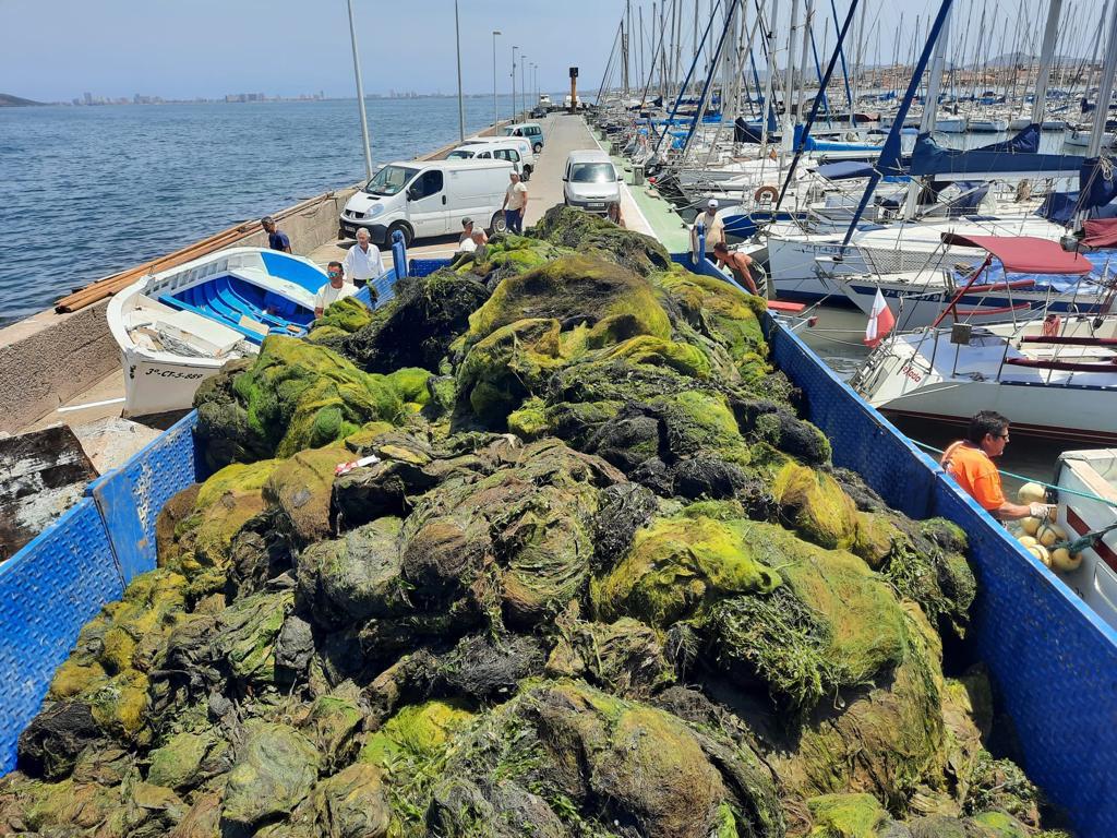 Algas retiradas en el Mar Menor