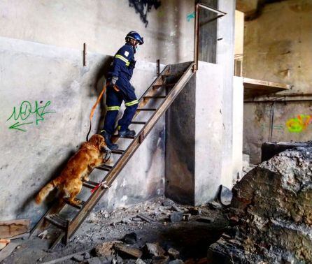 Uno de los perros de la Unidad Canina de los Bomberos de València