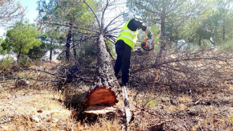 Intervención de control de plagas en la Sierra de Baza