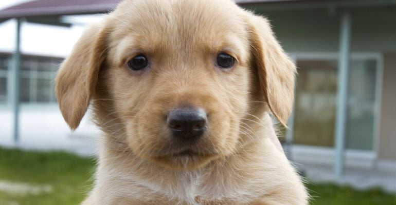 Las tiendas de mascotas de la Comunidad de Madrid ya no podrán tener animales en sus escaparates