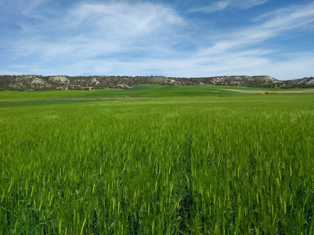 Los campos se encuentran en un buen estado