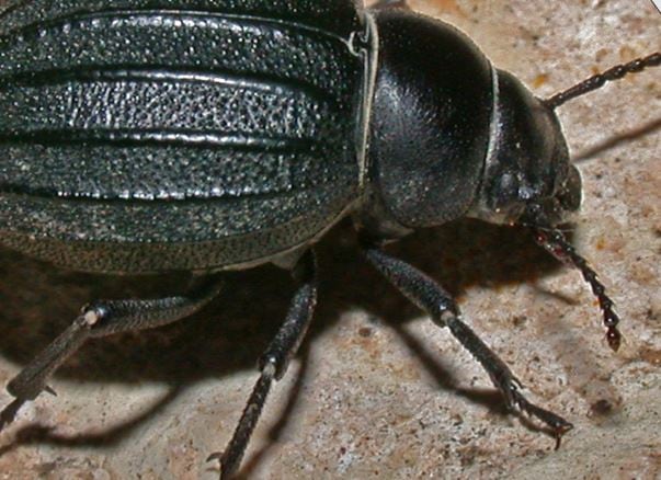 La nueva especie de escarabajo encontrado en la laguna de El Hito (Cuenca) y al que se le busca nombre.