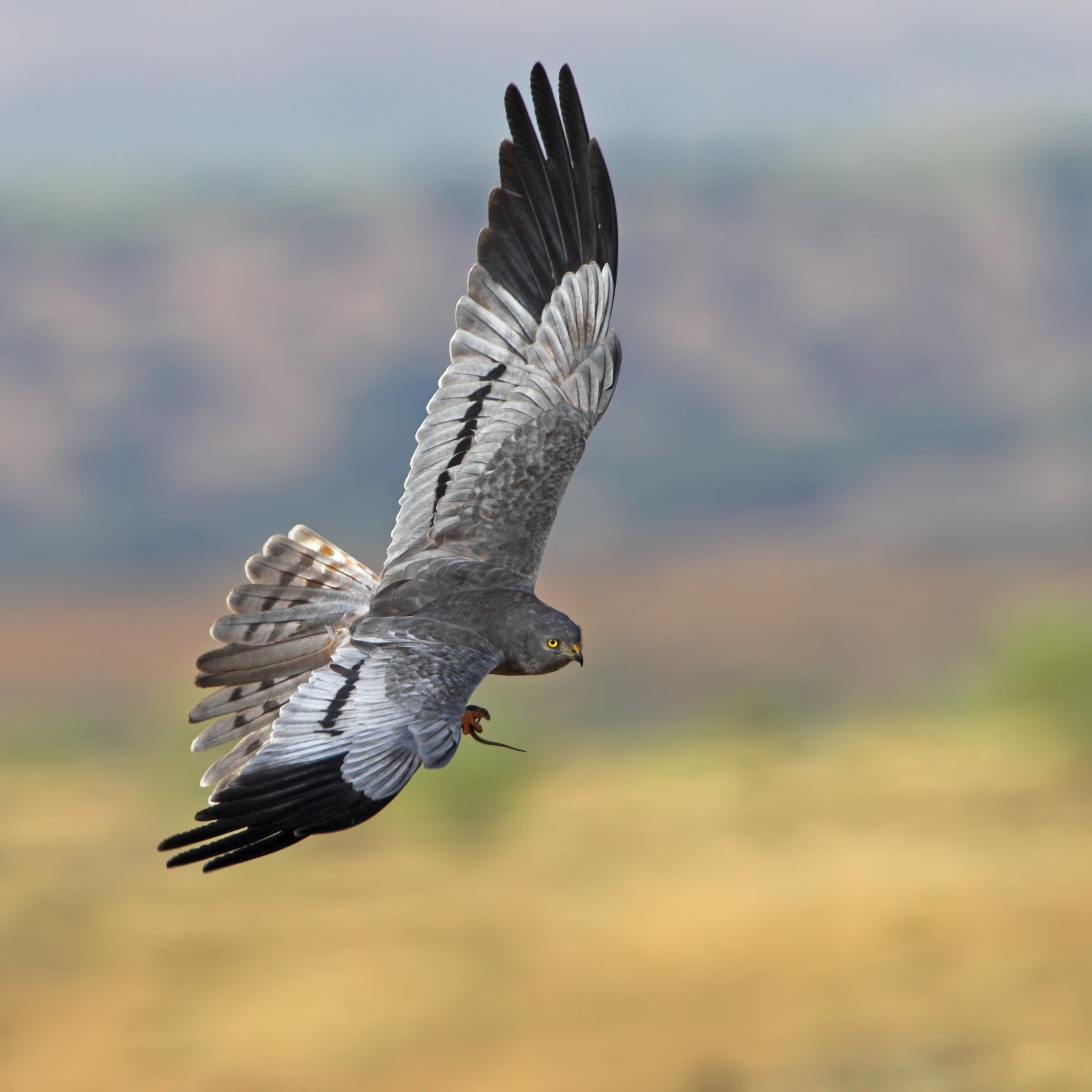 Imagen de archivo de un ejemplar de aguilucho cenizo