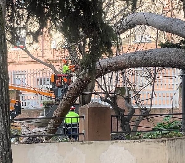 Trabajos en el Parque Miguel Servet para retirar un árbol caído