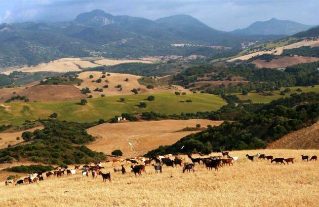 Abril y mayo concentran el 40% de la producción de leche en la Sierra