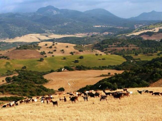 Abril y mayo concentran el 40% de la producción de leche en la Sierra