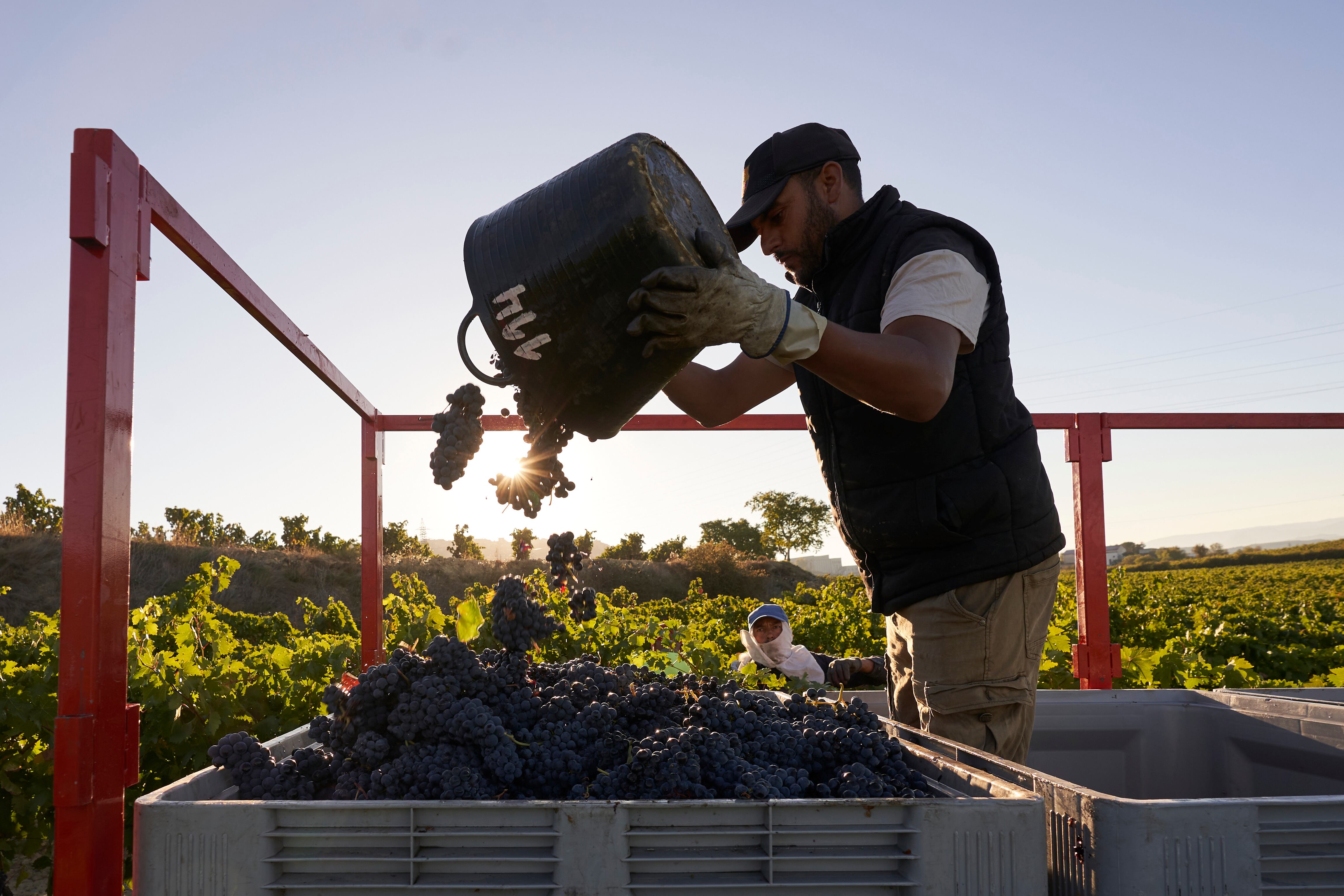 Vendimia en la Rioja Alavesa