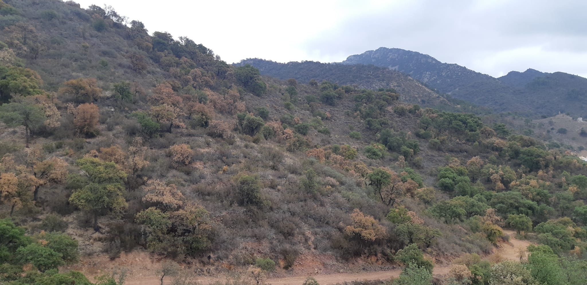 Imagen de los alcornocales secos (color marrón) de la Serra d&#039;Espadà.