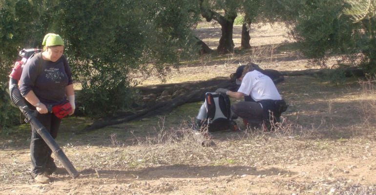 Mujeres trabajando con una máquina sopladora en la recolección de la aceituna.