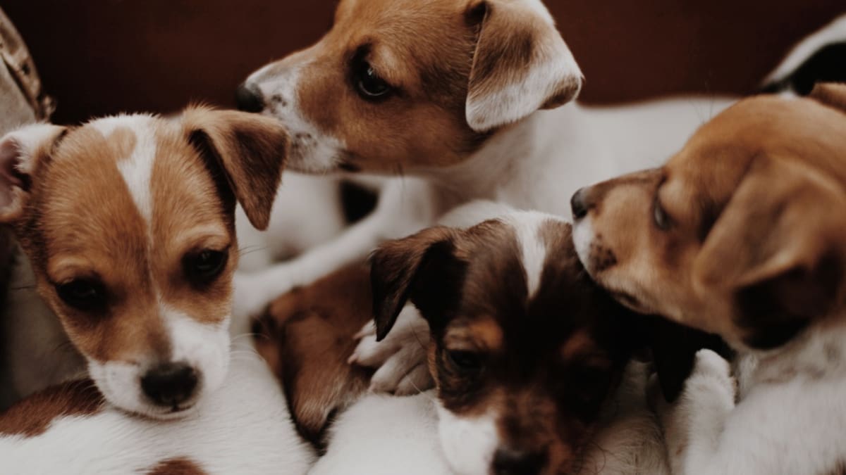 Maltrato animal en los laboratorios y Fuentepelayo, el pueblo segoviano que protesta por su conexión a internet