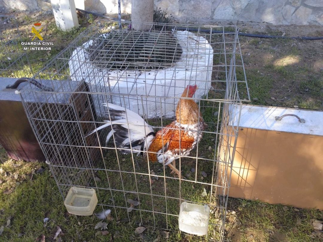 El gallo intervenido en la vivienda de Carmona