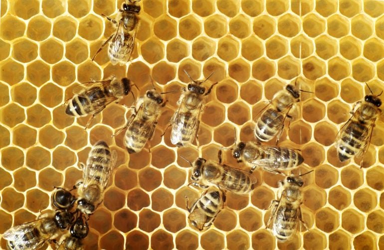 Grupo de abejas en una colmena