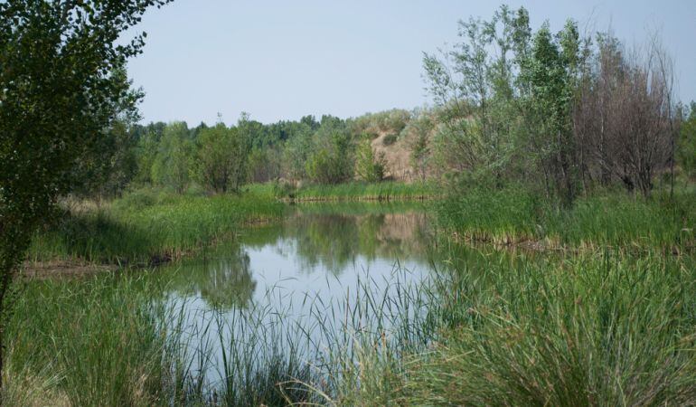 Gracias a vecinos voluntarios el colectivo ecologista ya ha realizado batidas   para limpiar zonas como las lagunas