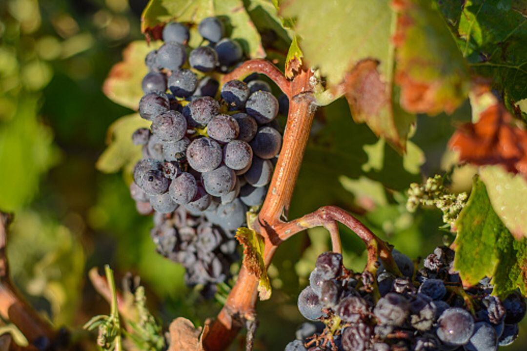 Racimo de uvas