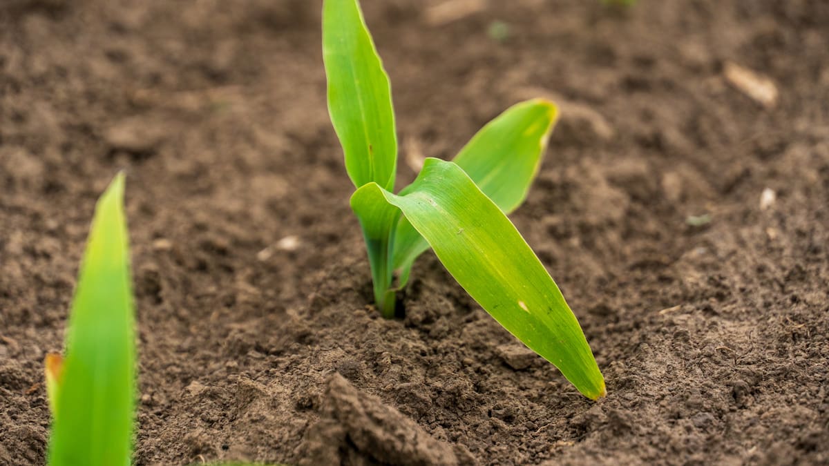 La Llavor (04/10/2025)