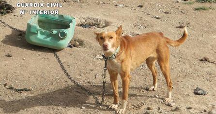 Uno de los perros vivos encadenados y que fue encontrado por el SEPRONA.