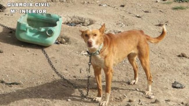 Uno de los perros vivos encadenados y que fue encontrado por el SEPRONA.