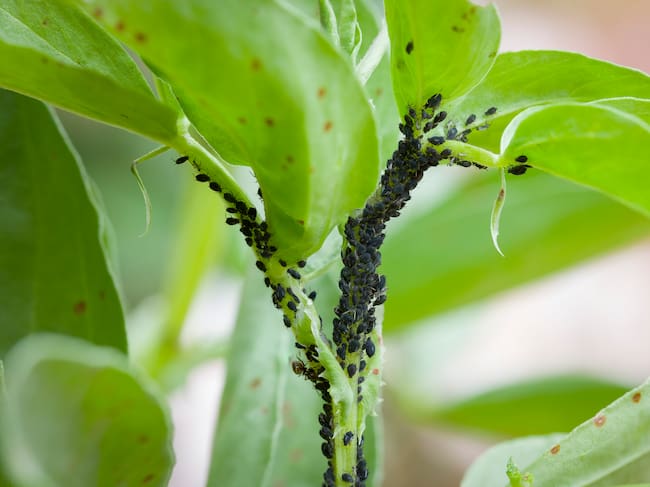 Una planta afectada por la plaga de pulgón (Archivo)