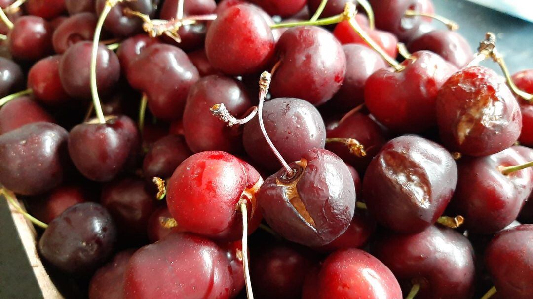 Las lluvias están lastrando la cosecha de fruta en Valdejalón, como la cereza