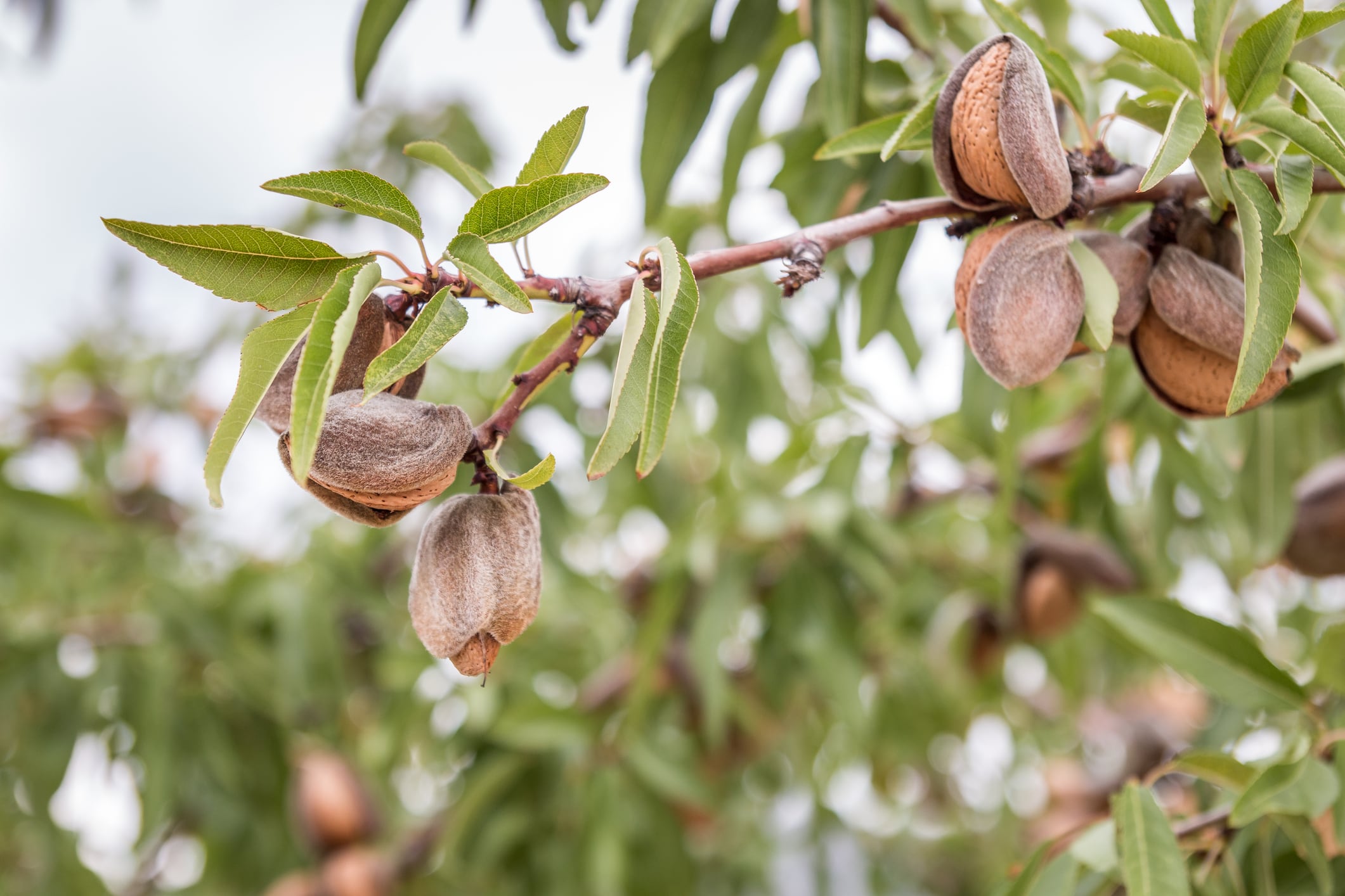 Almendras, en el árbol, listas para su recolección