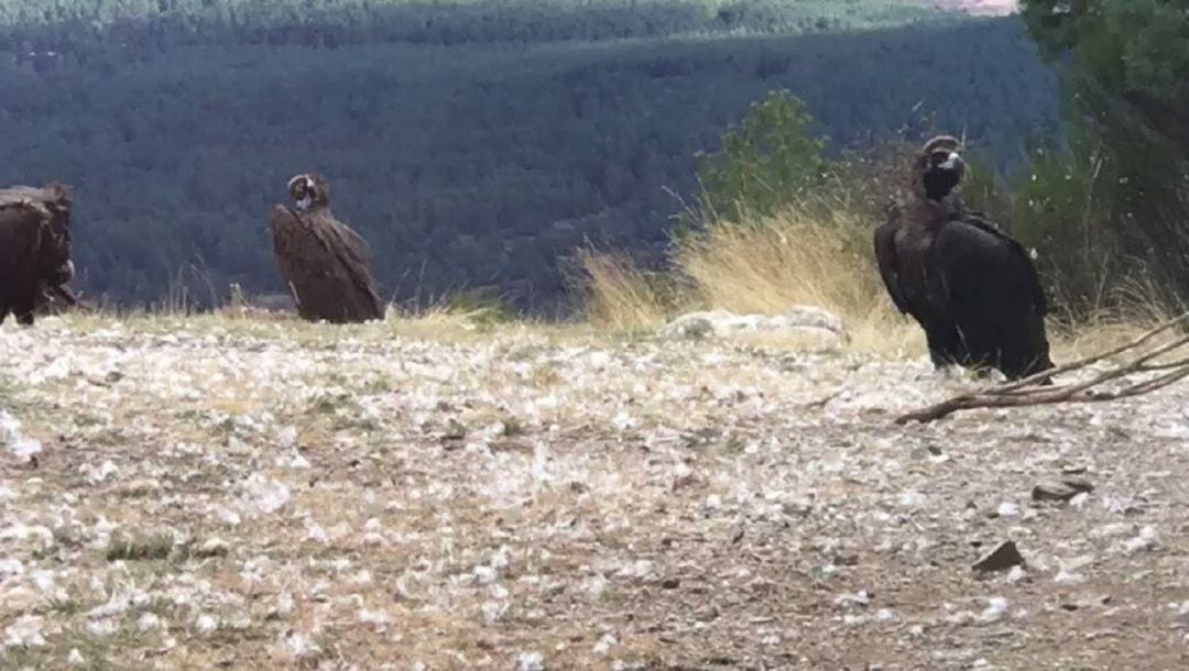 El antiguo palomar es un excelente observatorio ornitológico