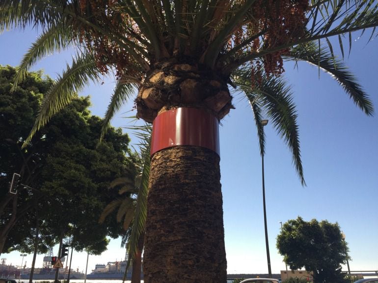 Palmera en la Avenida de Anaga