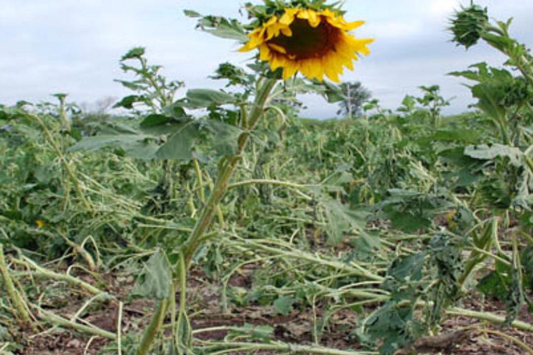 Cultivo de girasol dañado