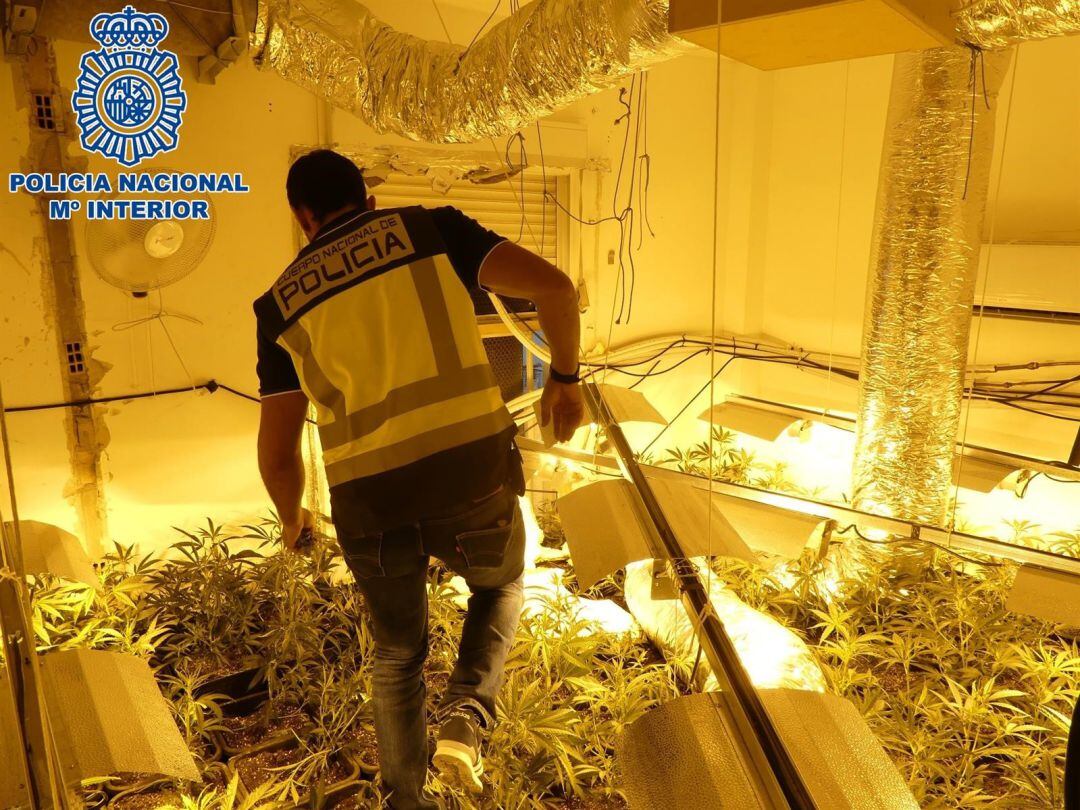 Plantación de marihuana en el interior de una vivienda en Sanlúcar