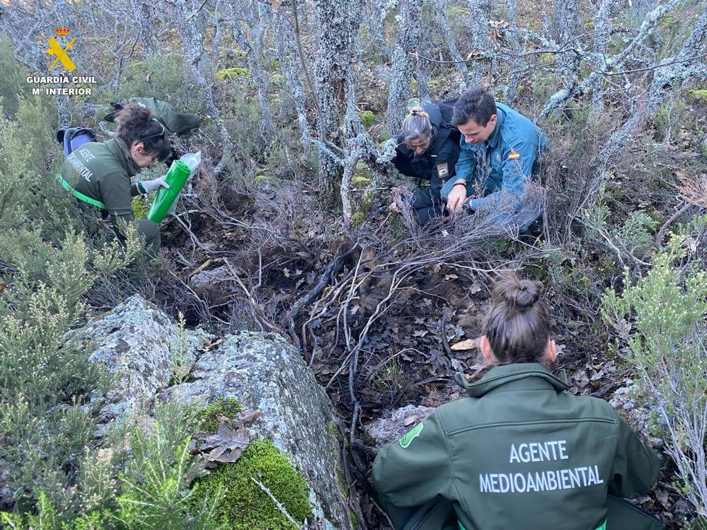 Investigan el hallazgo de restos de un oso pardo en Palencia