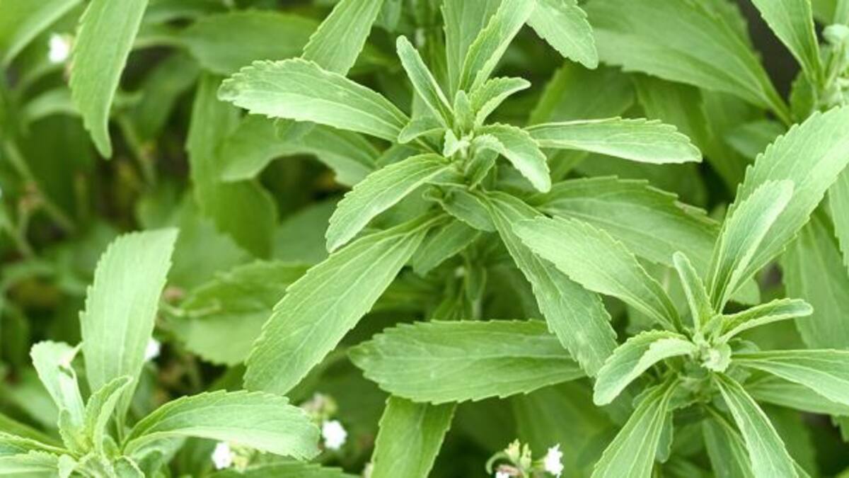 L’stèvia, beneficiosa per al fetge
