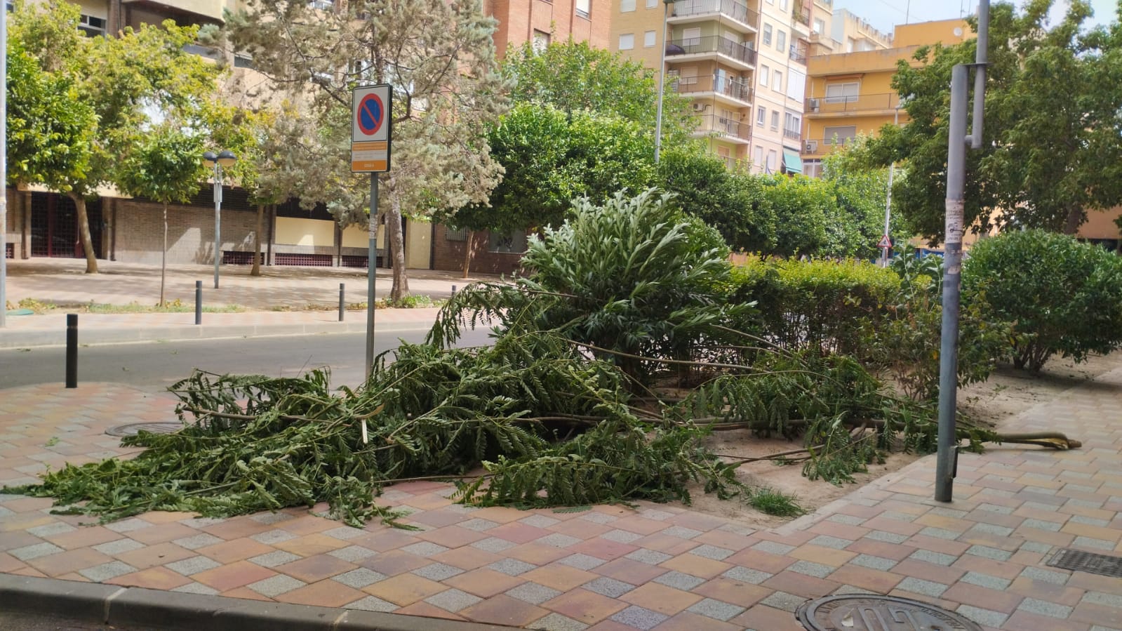 Caída de árboles en Murcia