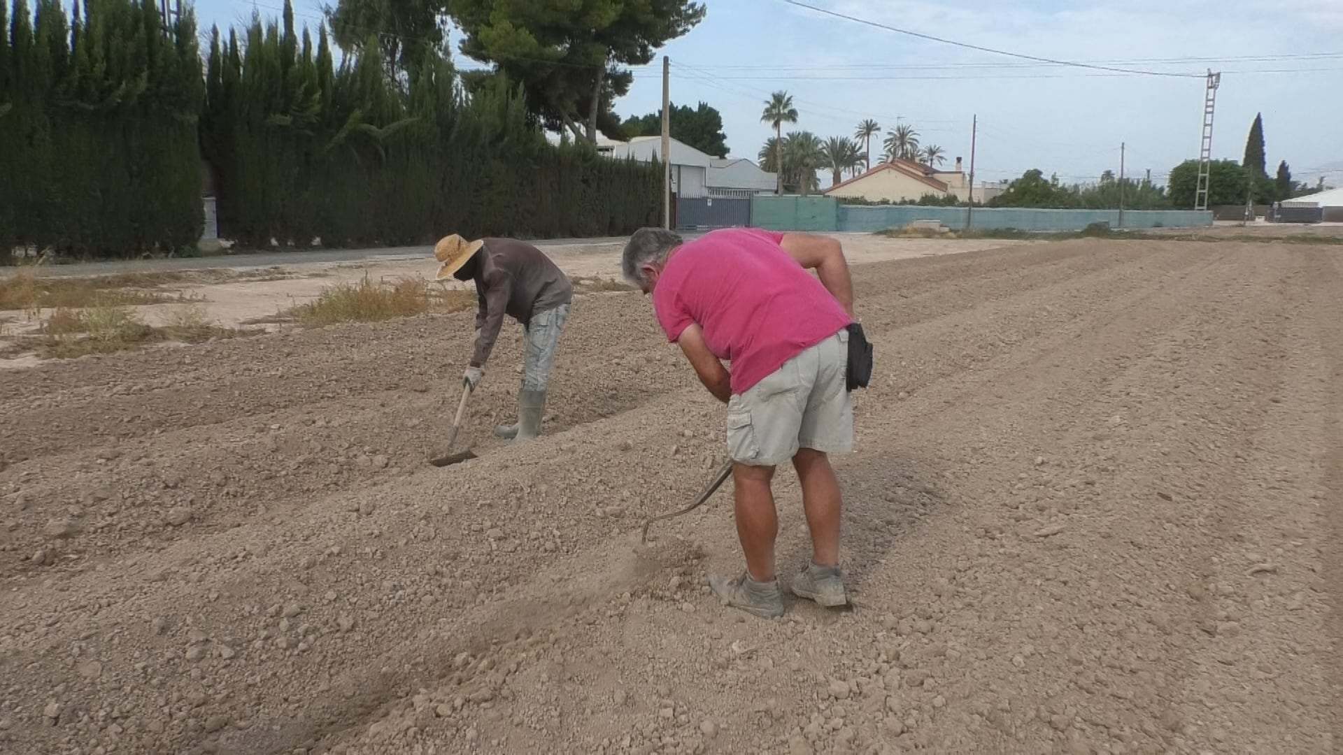 Campo de Elche