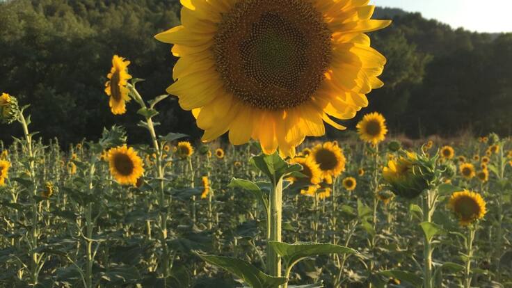 Quin temps farà aquest estiu a la Catalunya Central?