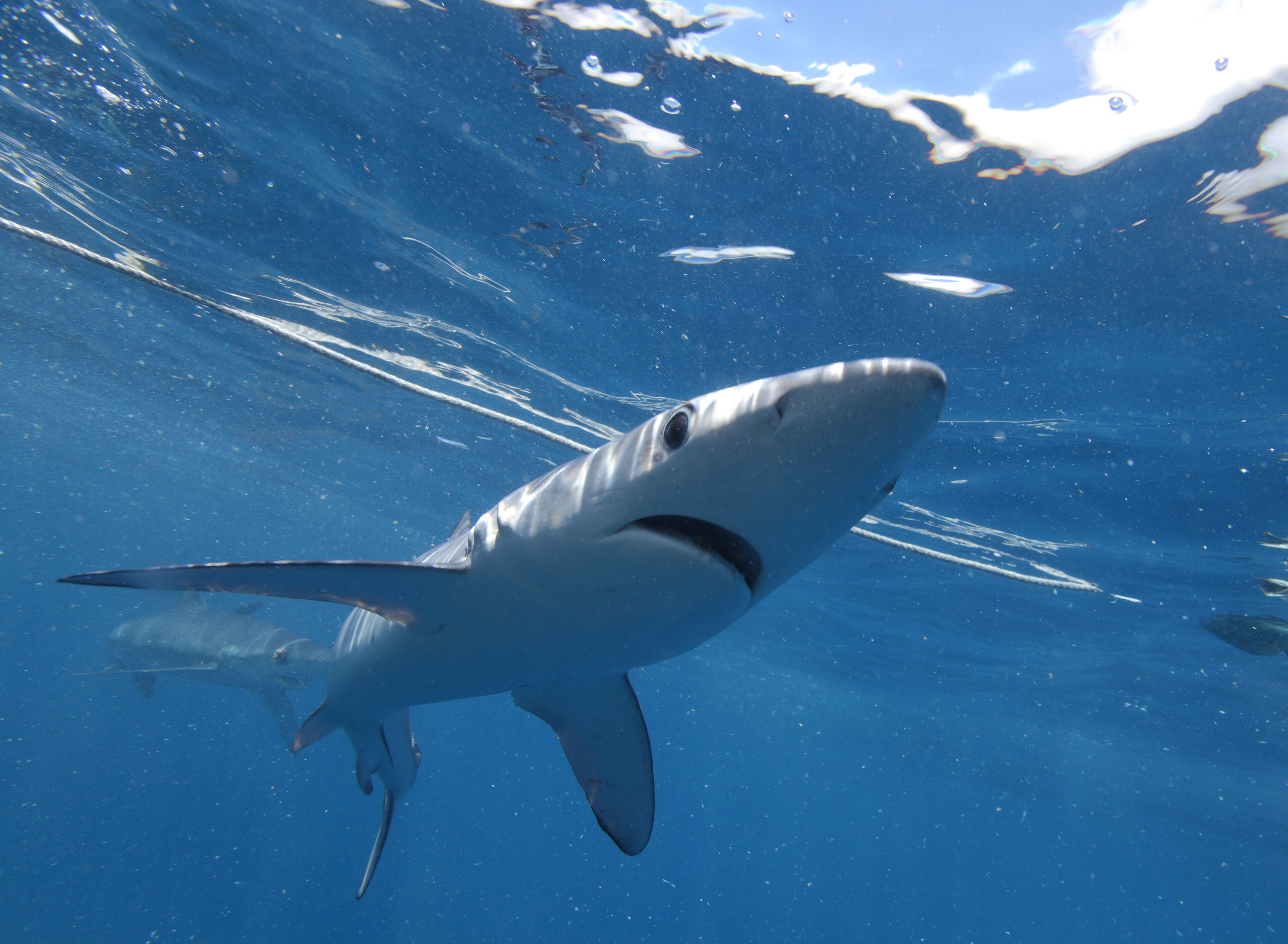 Aunque no es el más importante, el tiburón azul forma parte de la decena de especies de tiburones y rayas que habitan en las costas murcianas