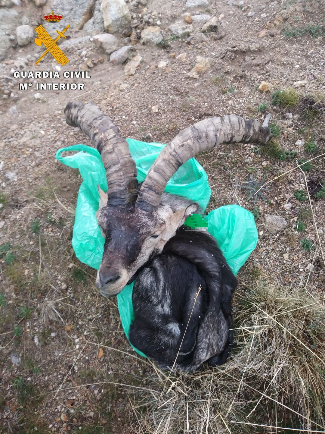 La pieza de caza no tenía el precinto correspondiente