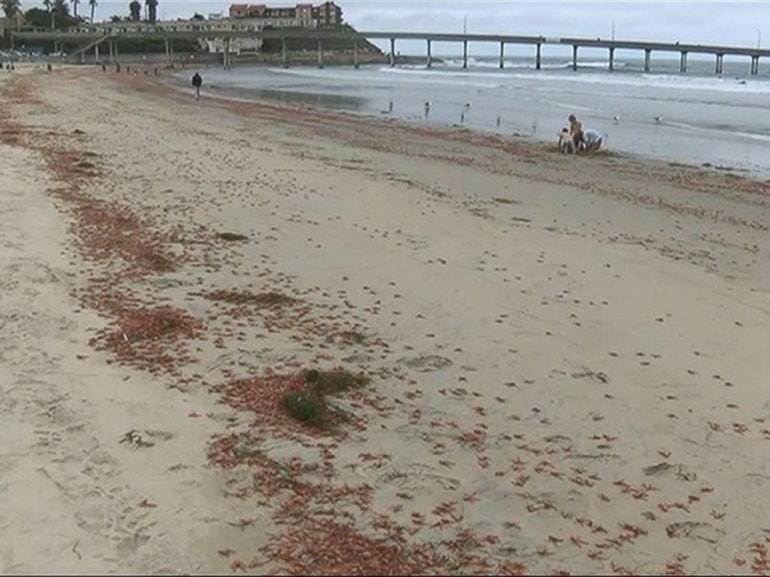 Miles de camarones varados en las playas de San Diego debido a la cambio climático.