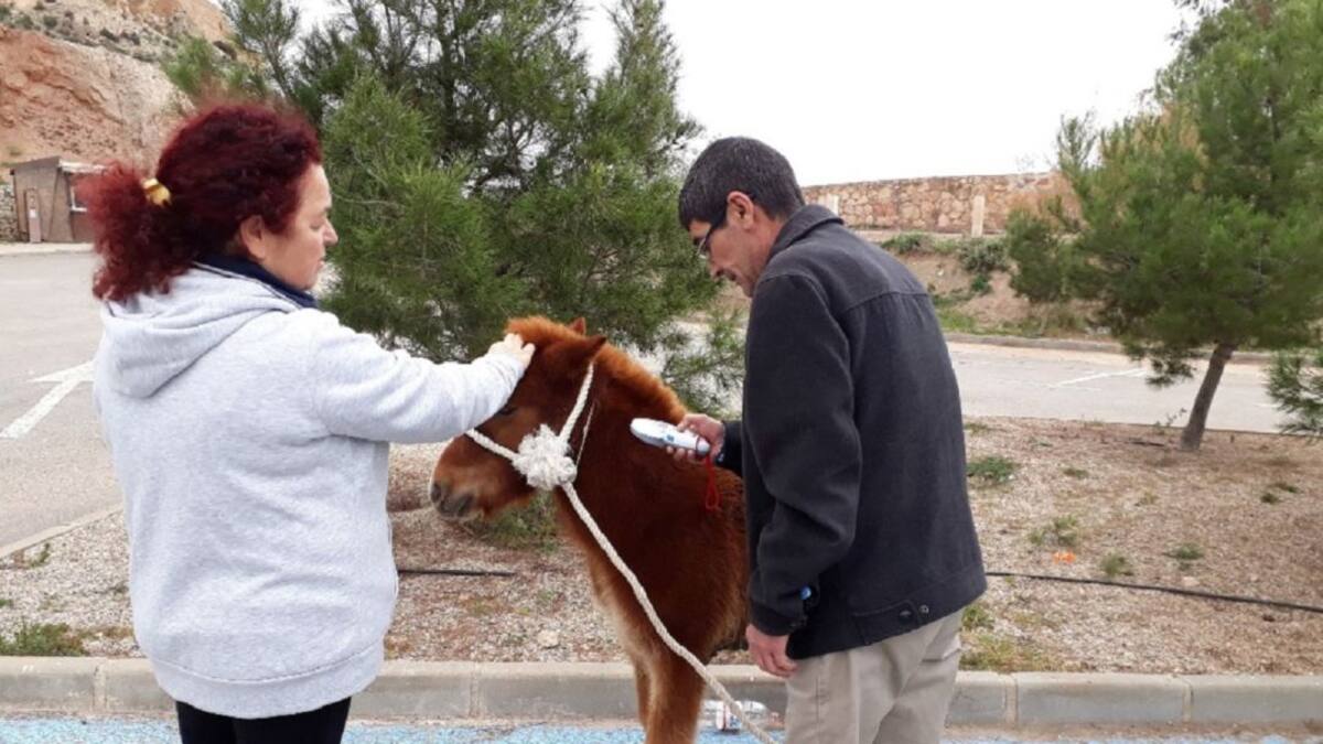 Rescatan a un poni abandonado en las inmediaciones del castillo de Lorca