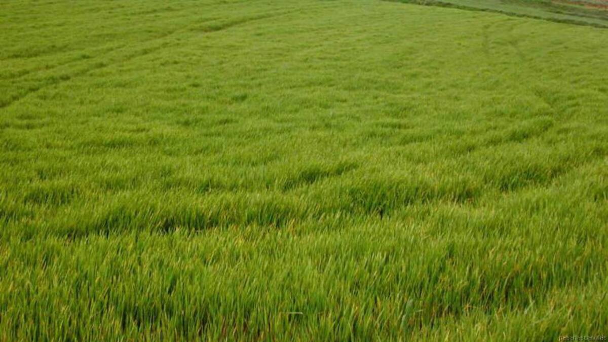 'Es poden fer prediccions meteorològiques locals bastant encertades només mirant la natura i el cel'