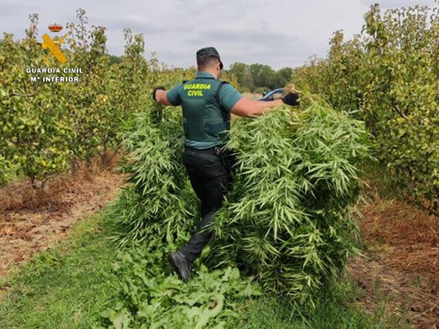 Tres investigados por cultivar marihuana entre perales y en balcones en Agoncillo (La Rioja)