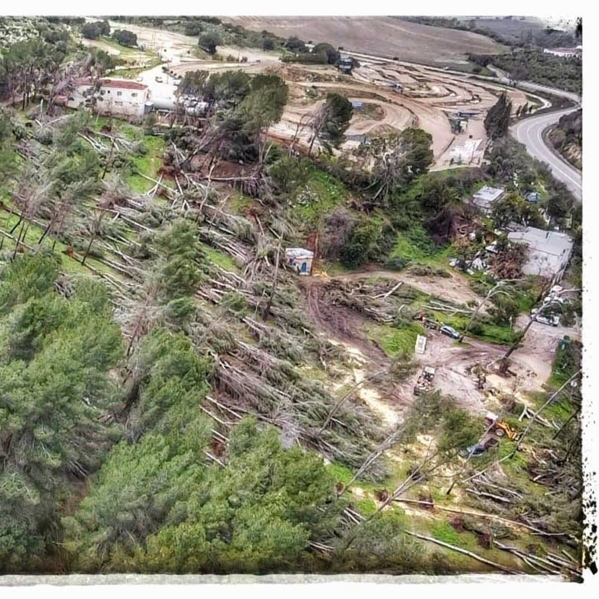 El Ayuntamiento de Morón adjudica la retirada urgente de biomasa en el Pinar de Guadaíra