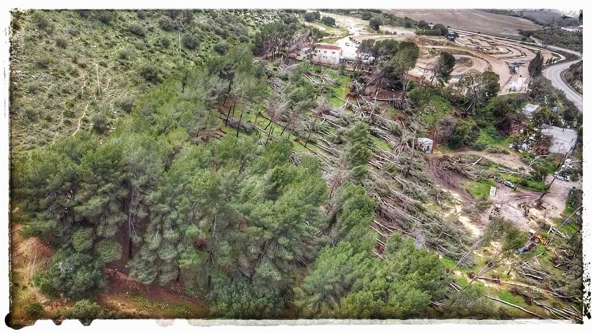 El Ayuntamiento de Morón adjudica la retirada urgente de biomasa en el Pinar de Guadaíra