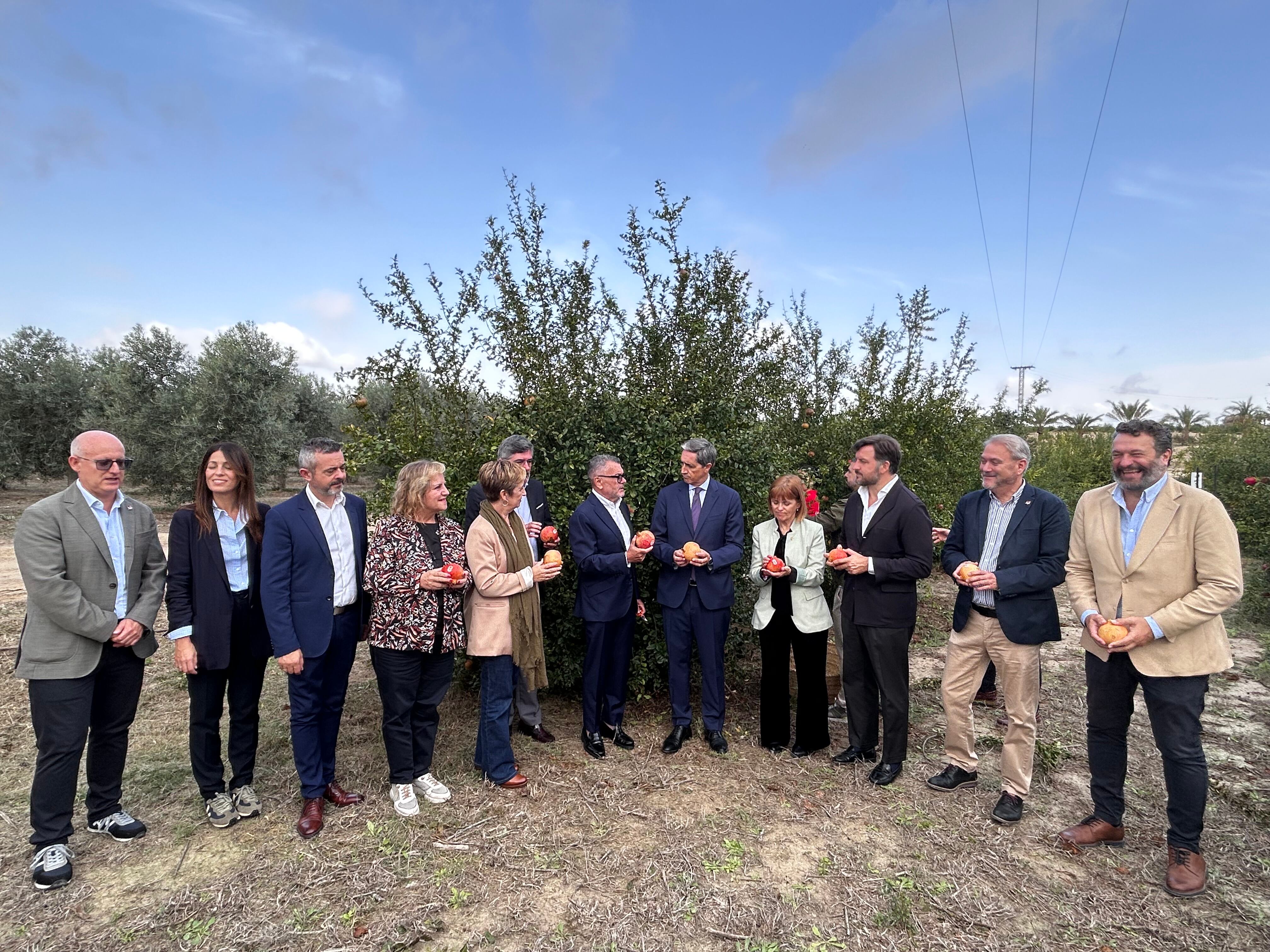 Granada Mollar de Elche