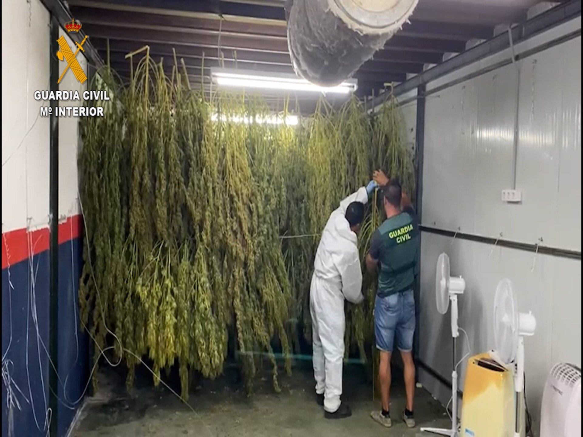 Plantación de marihuana en Sanlúcar de Barrameda