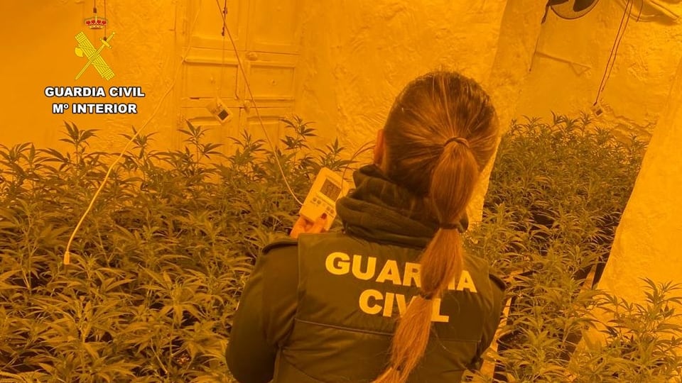 Se intervinieron 476 plantas de marihuana