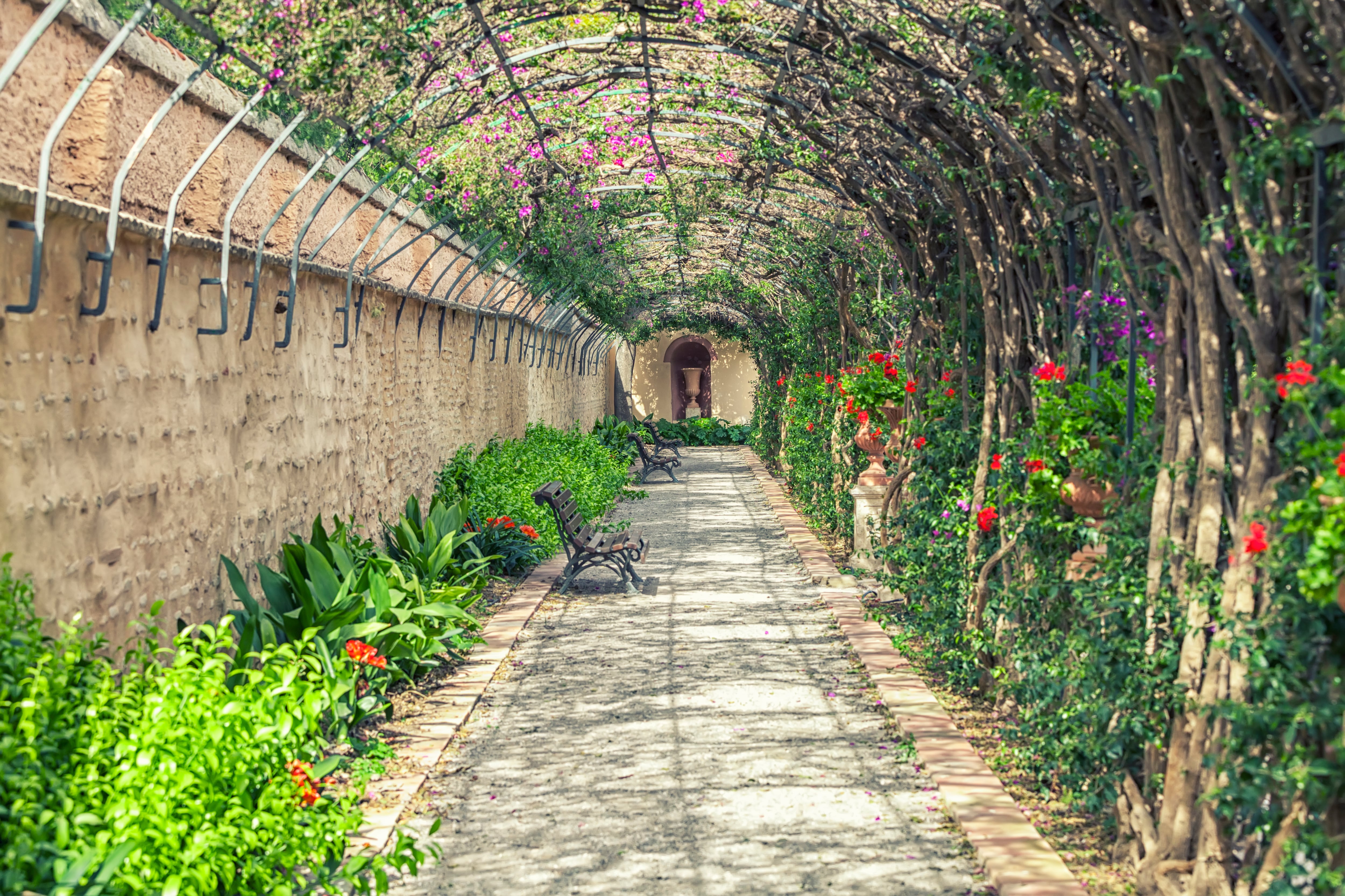 Pérgola de buganvillas en los jardines de Monforte en València