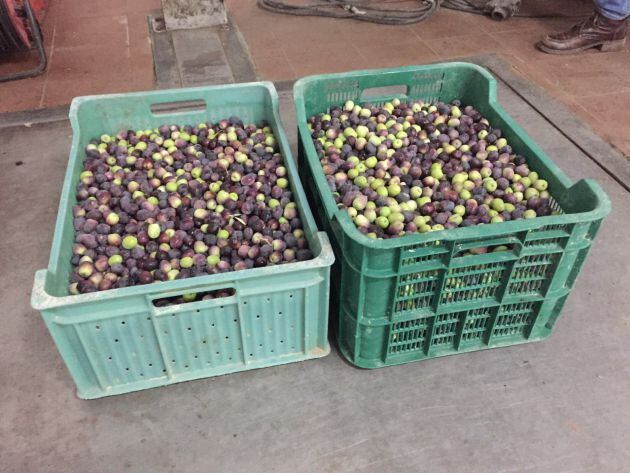 Del olivo a la almazara